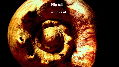 Thumbnail for BS Spiral 3: eARTh: App XIII SIDEtWALK - Twist shell