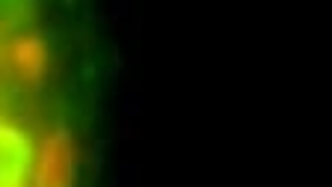 Thumbnail for Video 4.1 GFP-VAMP8 trafficking from a late endosome to the cell surface (54-81 sec).